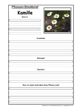 Pflanzensteckbrief-Kamille.pdf